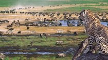  8 Days 7 Nights Tanzania Wildlife & Culture Lodge Safari