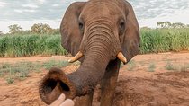 Moments with Elephants