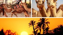 Marrakech Palmeraie: Camel Ride at Sunset
