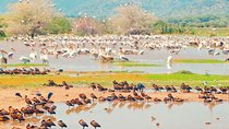One Day Safari to Lake Manyara