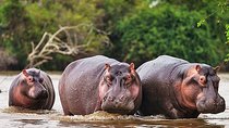 Day Trip Safari - Akagera National Park with Optional Lake Ihema Boat Safari