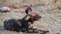 1 days Tanzania Sharing Joining group Safari - Ngorongoro Crater