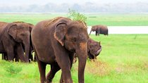 Kaudulla National Park Private Safari