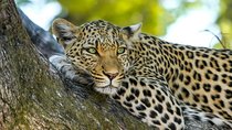 Yala National Park Safari from Tissamaharama
