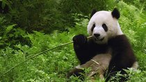All-inclusive Private Day Trip: Hutongs, Lama Temple & Panda House with Lunch