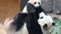 All-inclusive Day Tour: Mutianyu Great Wall & Beijing Panda Zoo with Local Lunch