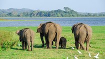 Minneriya National Park Safari from Sigiriya