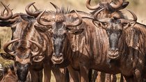 2 Days Tanzania Safari Special Offer: Sharing Group to Arusha N.P