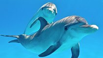 Cheap trip: a dolphin trip in Hurghada