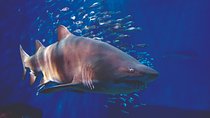Seville Aquarium Admission Ticket