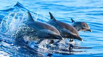 Dolphin Watching Activity with Snorkeling in Hurghada