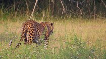Wild Adventures Safari from Wilpattu