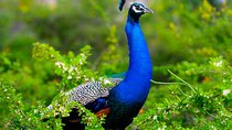 Kaudulla National Park Private Safari from Dambulla