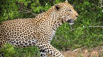 Pilanesberg Wildlife Safari