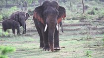 Kalawewa National Park Private Safari