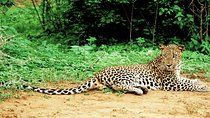 Lunugamvehera National Park Private with Naturalist (12 hrs)