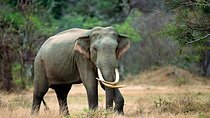 Kalawewa National Park Shared Safari 
