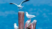  Private Seasonal Day Tour to Beidaihe from Beijing with Birding Experience
