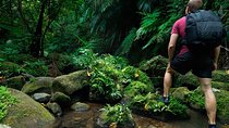 Birdwatching Walk in Sinharaja Rainforest from Colombo