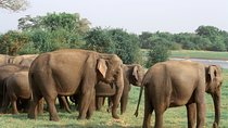 Maduru Oya National Park Private Safari