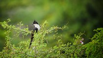 Birdwatching Walk in Sinharaja Rainforest from Mount Lavinia