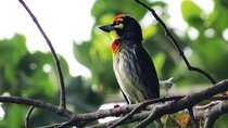 Birdwatching Trek at Thalangama Wetland from Mount Lavinia