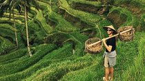 Ubud Sightseeing, Holy Water Temple & Waterfall