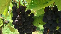 Art Of Wine – Travel Through The So-Called Wine Route Visiting Various Wineries 