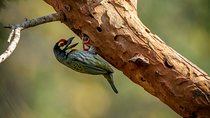 Birdwatching Safari in Udawalawe National Park from Colombo
