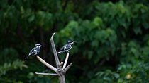 Birdwatching walk in Diyasaru Uyana in Colombo