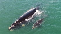 Whaling Search - Whale Watching by Land