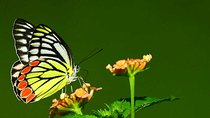 Dragonfly and butterfly watching Tour (9 Days)