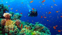 Diving from Mount Lavinia