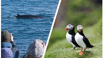 Two-In-One: Whale & Puffin Watching Tours from Reykjavik 