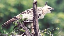 Birdwatching Safari in Udawalawe National Park from Mount Lavinia