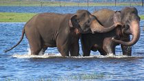Wildlife Safari at Kaudulla National Park