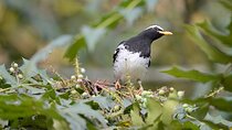 Birdwatching Forest Trek in Kitulgala from Mount Lavinia