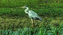Wildlife Safari at Bundala National Park