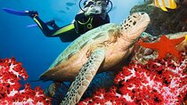 Discover Scuba Diving in Bentota