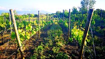 Visit 2 wine producers with tasting and transportation included