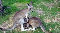 Walking with Wild Kangaroos Private Half-Day Trip from Sydney