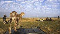 5 Day Tanzania Big five Safari Adventure