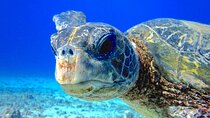 Guided Scuba Dive in Lahaina: Certified