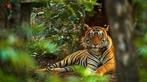8-Day Private Golden Triangle Tour with a Ranthambore Wildlife Safari From Delhi