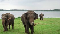 Kaudulla National Park Private Safari from Polonnaruwa