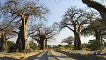 5 Days amazing tour to the Southern Circuit of Tanzania