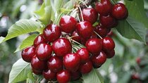 Fruits picking tour from Melbourne