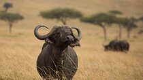 4 Days Safari to Maasai Mara N/R.