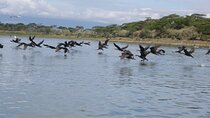5 Days Safari to Lake Naivasha, Hells Gate N/P, Maasai Mara N/R.