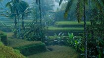 Best of Ubud: Private All-Inclusive Tour with Jungle Swing